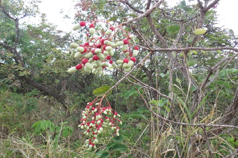 SESC Franca realiza curso sobre biodiversidade, conservação e restauração do cerrado